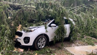 Дърво падна върху 5 коли в Пампорово, по чудо няма пострадали