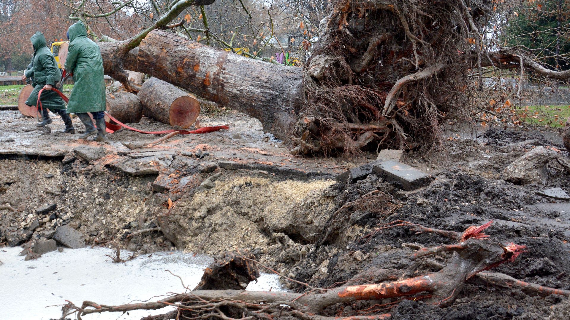 Рухнало дърво проби водопровод в Морската градина във Варна (снимки)