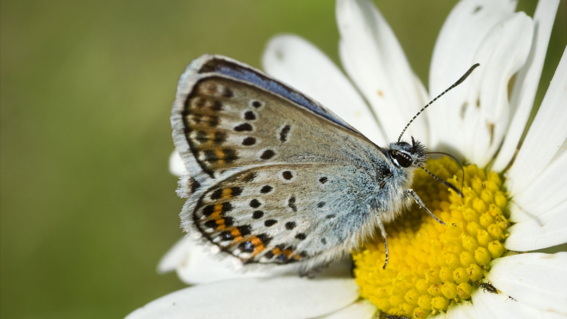 Броят на много  видове пеперуди е намалял 40 процента за 30 години