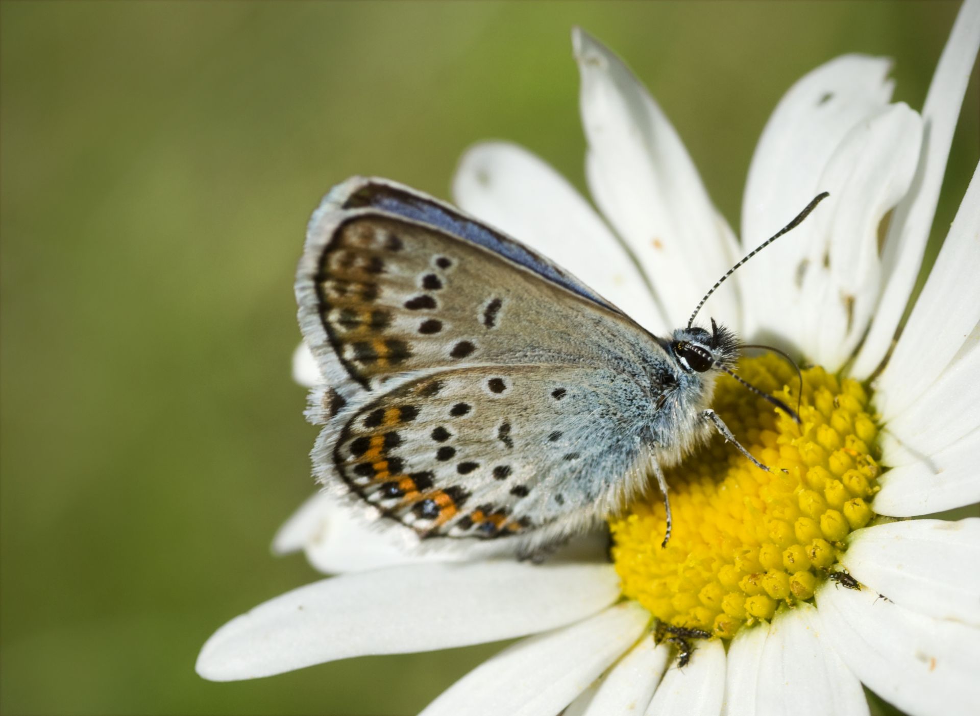 Броят на много  видове пеперуди е намалял 40 процента за 30 години