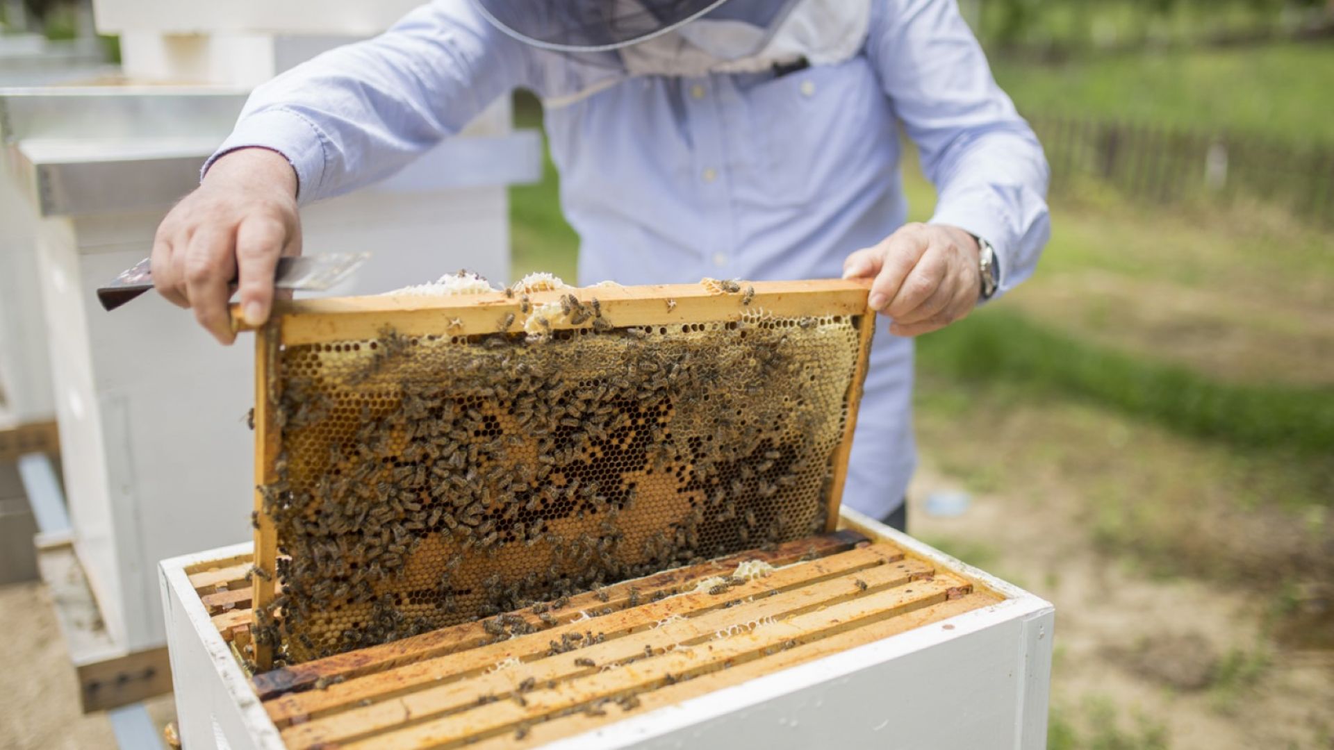 Да отпадне двойната регистрация на пчелините, решиха депутатите 