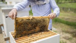 Учени са разработили роботизирана пчелна пита, която предпазва пчелите от гибел от студ