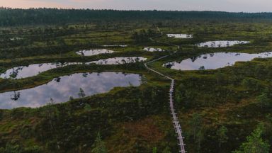 Естонска компания прави пари от гори и блата