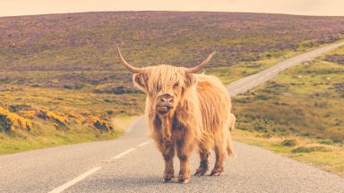 Шотландия напомня на туристите за себе си с кампания с крави