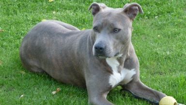 24 годишен столичанин ранил смъртоносно домашен любимец е установен и задържан