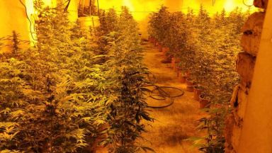 Внушителна по размери наркооранжерия е разкрита в Бойчиновци съобщи БНТ