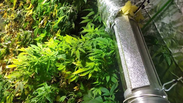 Над два и половина тона канабис са открити в района