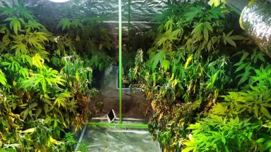 Оранжерия за отглеждане на канабис е открита в хотел в
