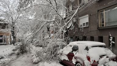 Над 20 сигнала за паднали клони при снеговалежа в Пловдив