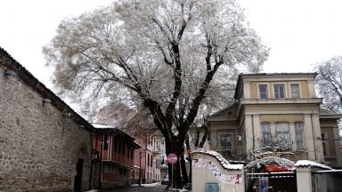 Десетки сигнали за паднали клони в снежен Пловдив (снимки)