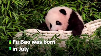Бебе панда, което се държи за крака на гледача си, разнежи мрежата (видео)