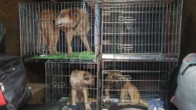 Близо 200 кучета и над 90 котки отглеждат мъж и