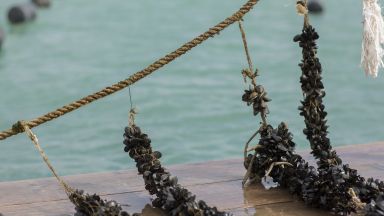 Общинският съвет в Поморие единодушно прие Декларация против издаването на