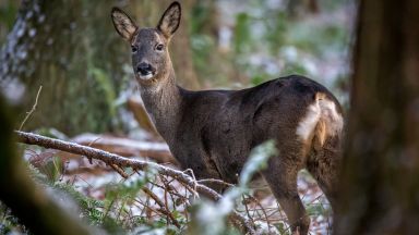 Горски служители заловиха бракониер отстрелял млад сръндак на територията на