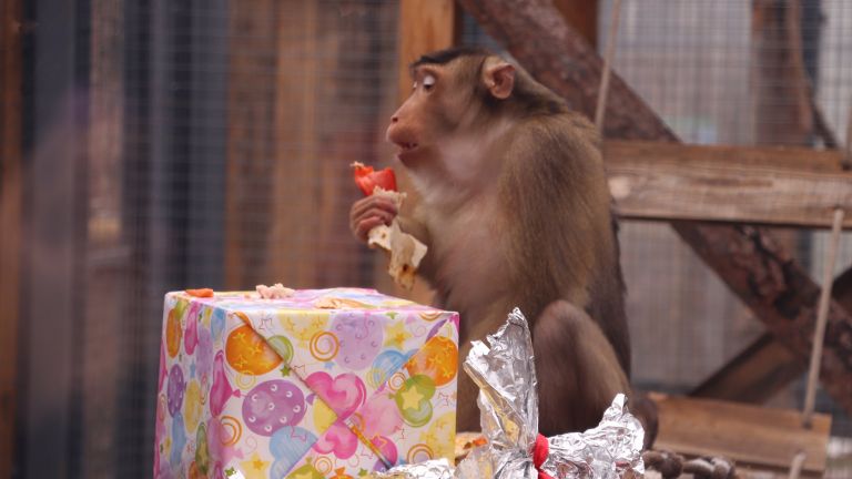 Маймуната Алф от столичния зоопарк навърши 5 години в неделя.