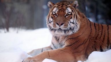 На територията на Хабровск е застреляна амурска тигрица която е