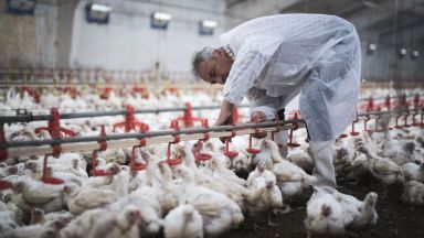 Унищожават близо 100 хил. птици в Славяново заради птичи грип