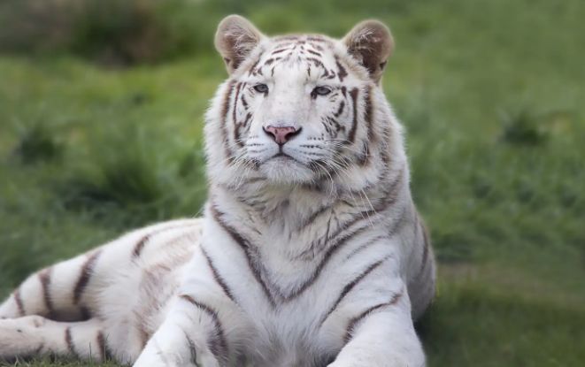 Два тигъра са избягали от зоопарк в индонезийската провинция Западен Калимантан