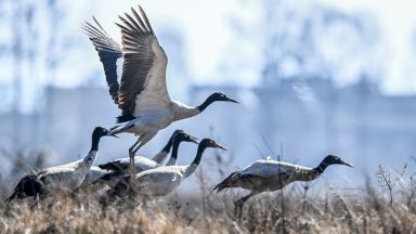 Ma Mиндиао разпръсква храна за птици в Националния природен резерват