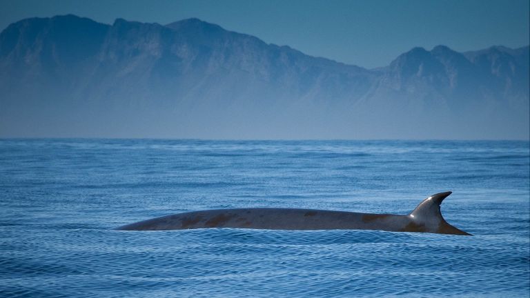 Нов вид китове е открит в САЩ