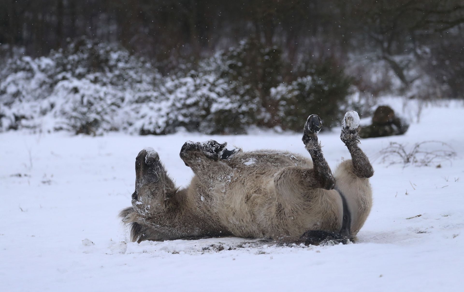 Пони се търкаля в снега в природния резерват Хотфийлд близо до Ашфорд, Кент, Англия