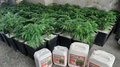 Близо 100 саксии с марихуана са открити в таванско помещение