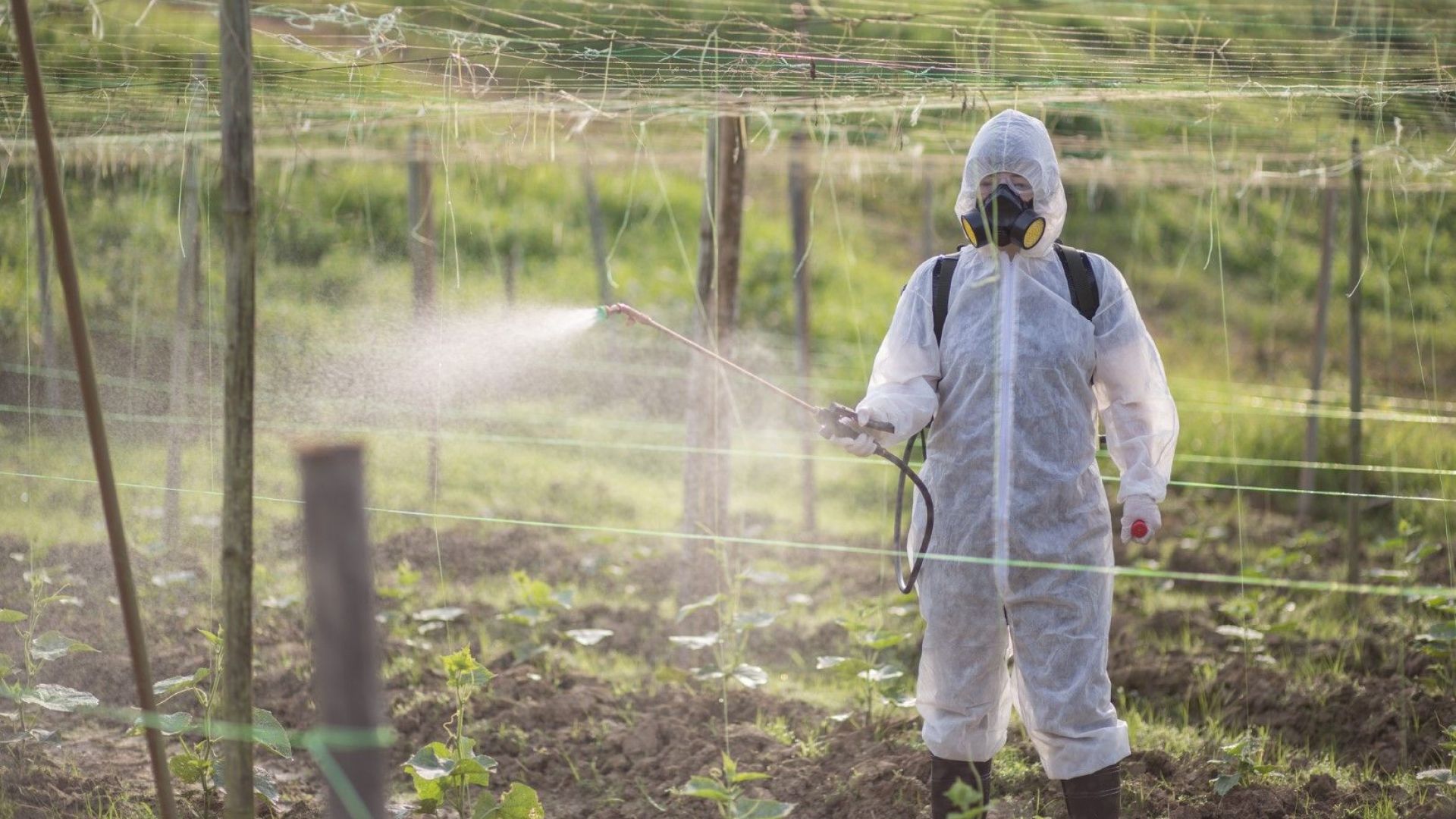 Bayer загуби и третото обжалване по делото за глифозата