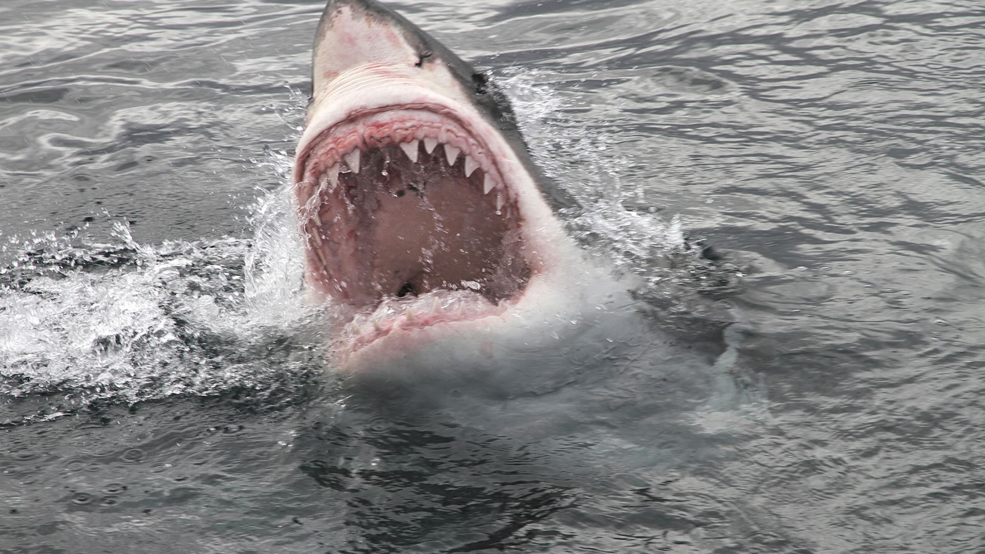 Повишаването на температурата на морската повърхност е свързано с увеличаване на популацията на вид акули