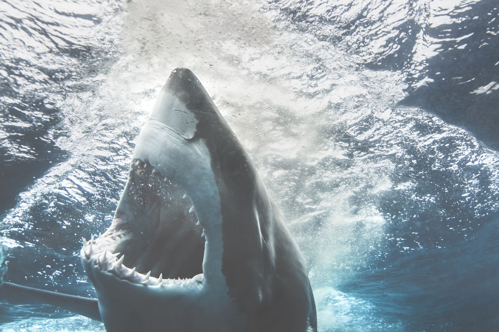 Глобалното затопляне е променило миграционния път на тигровите акули