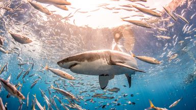 Климатичните промени "преселват" белите акули в нови местообитания