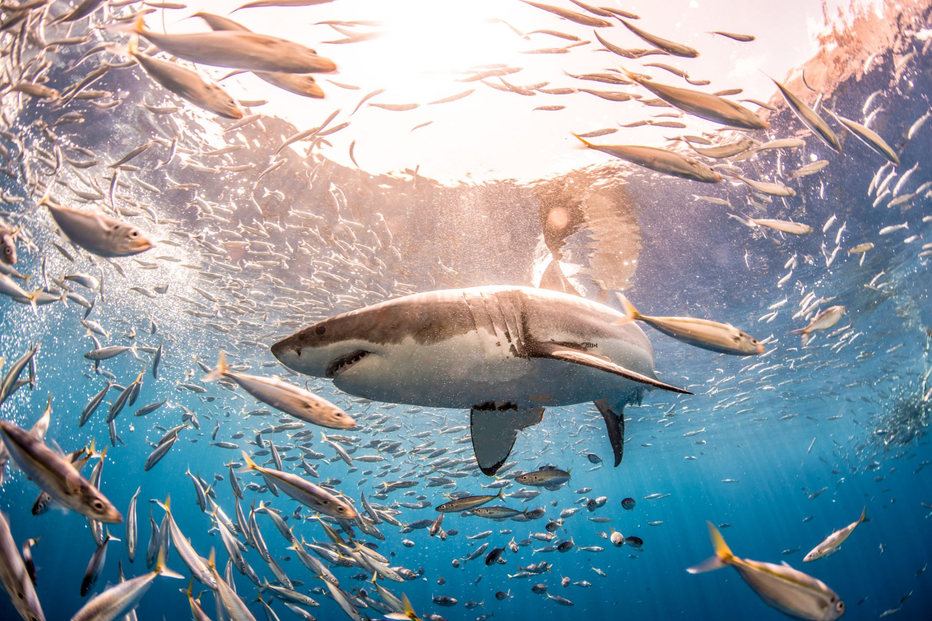 Климатичните промени "преселват" белите акули в нови местообитания