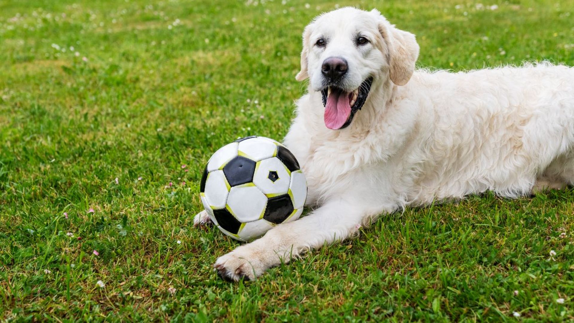 Кучетата се включват в игри, за да зарадват стопаните си