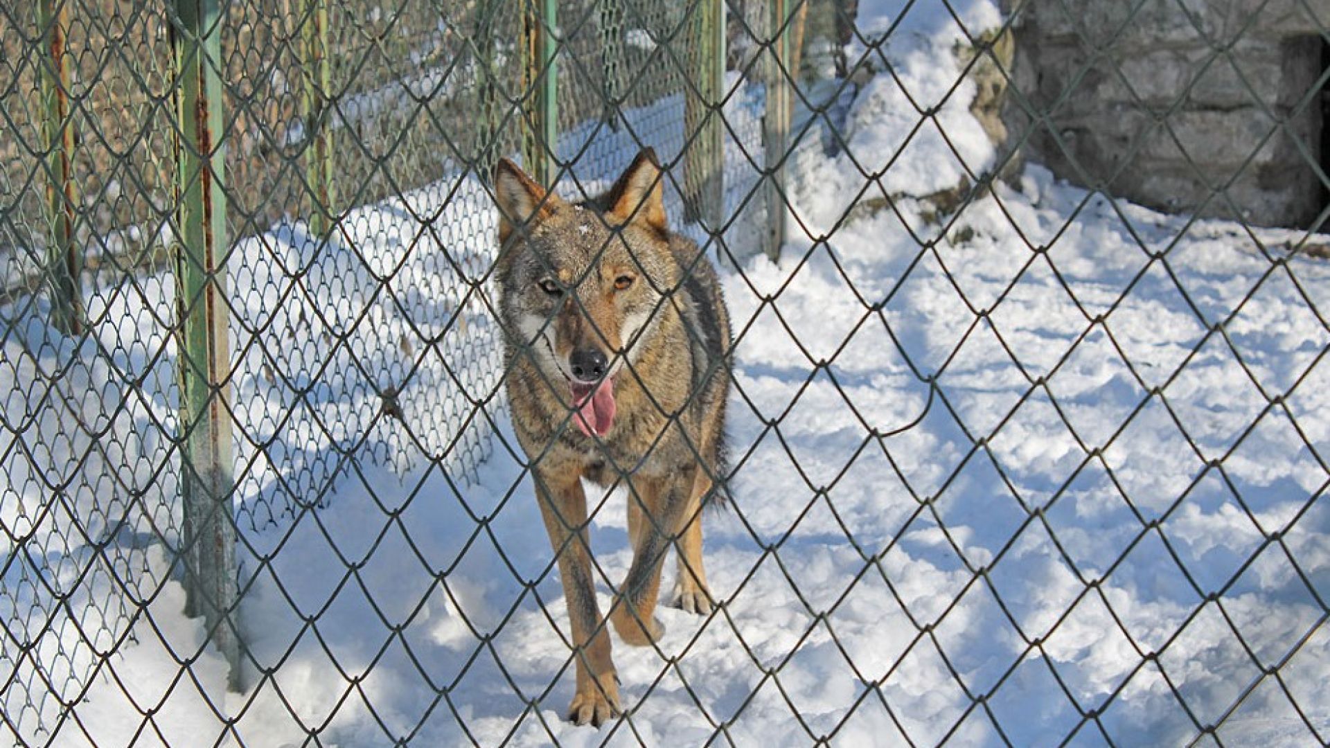 Вълчица избяга от зоопарка в Хасково