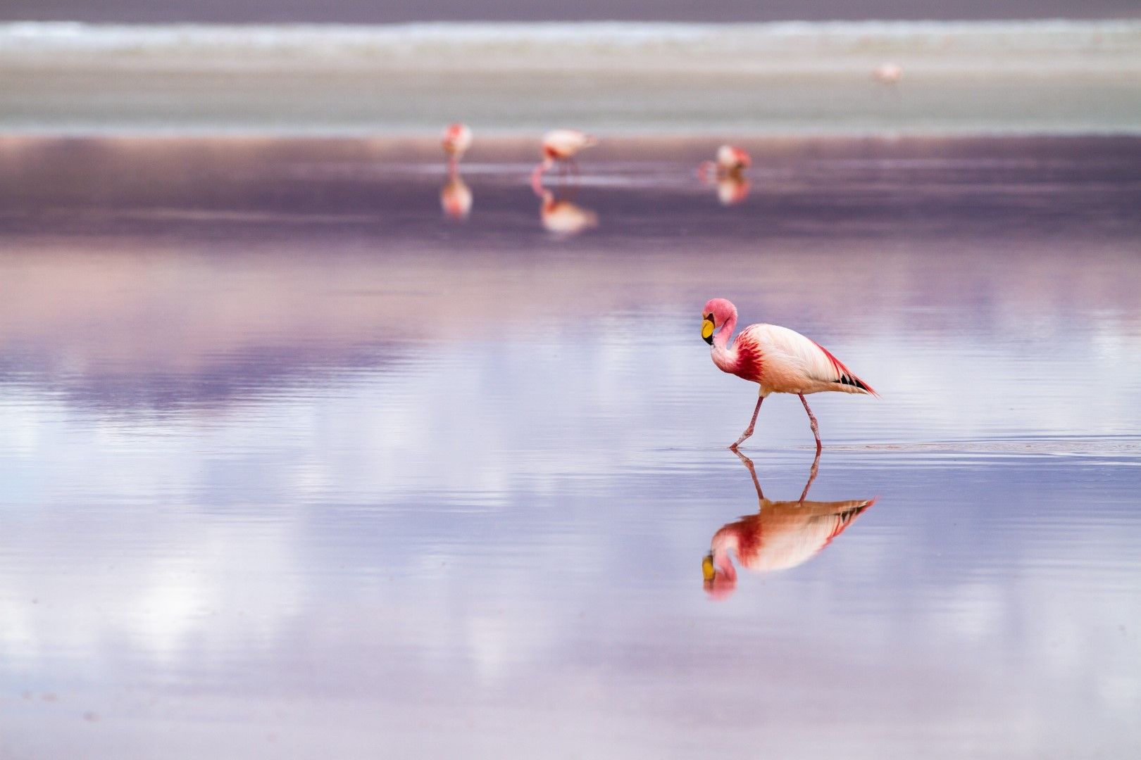 Фламинго се разхожда по водната повърхност