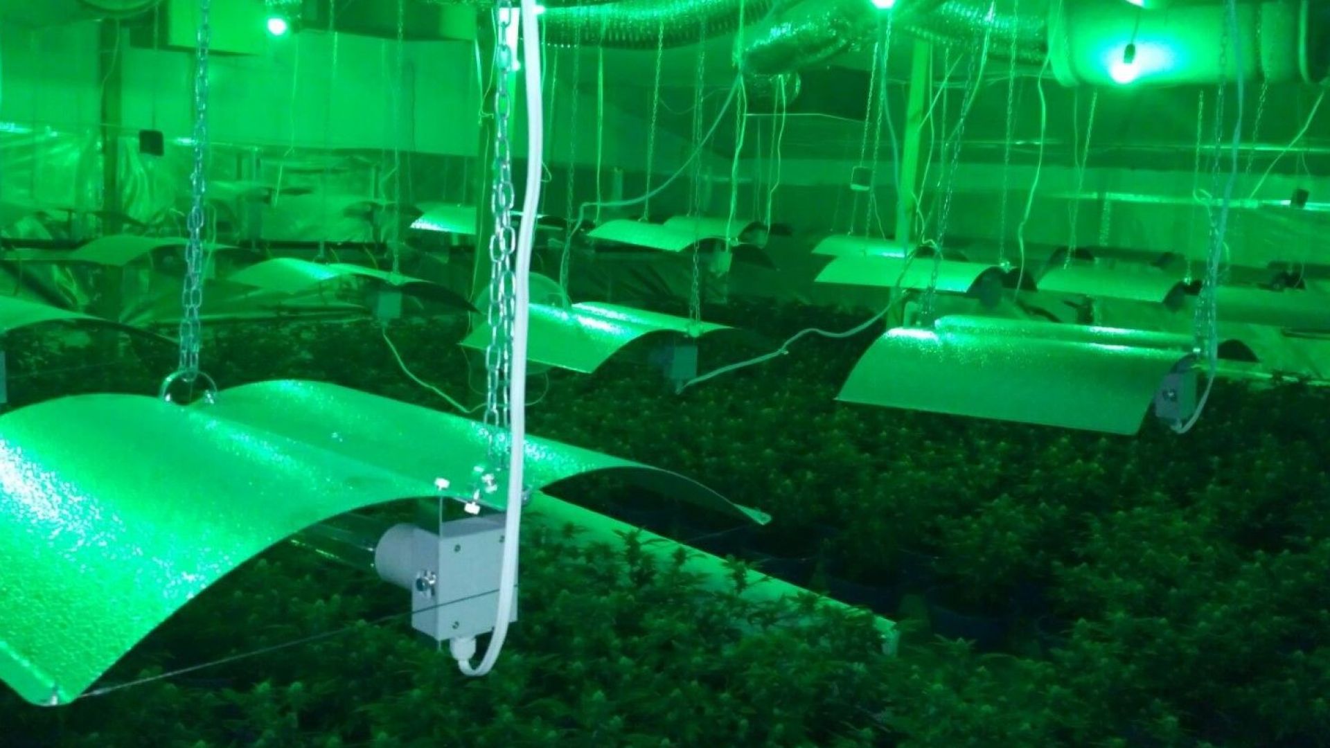 Оранжерия за марихуана, прикрита с копачки за бийткойни, разкриха край Пазарджик 