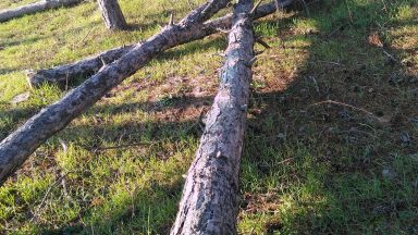 В нарушение на Закона за биологичното разнообразие е извършена сеч