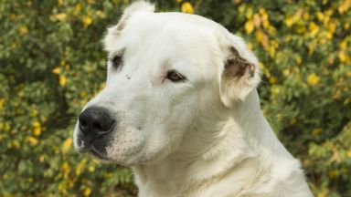 77 годишна жена от Стара Загора е със средна телесна повреда