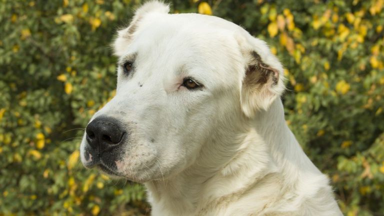 77-годишна жена от Стара Загора е със средна телесна повреда