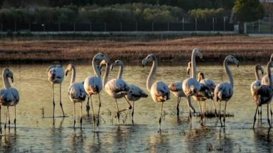 Десетки фламинги са измрели на Халкидическия полуостров в Северна Гърция