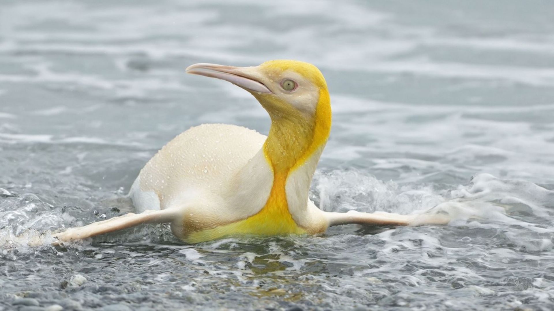 Удивително: Фотограф засне жълт пингвин