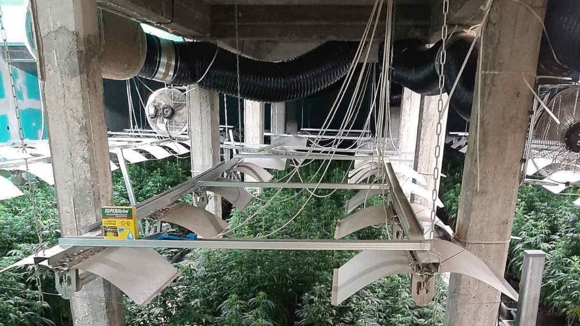 Модерна лаборатория за марихуана е разкрита в луковитското село Румянцево