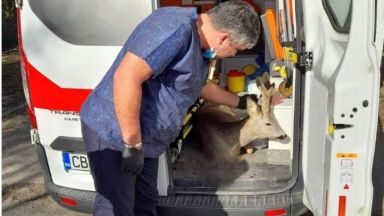 Спасиха прострелян сръндак озовал се на столичен булевард Вероятно животното