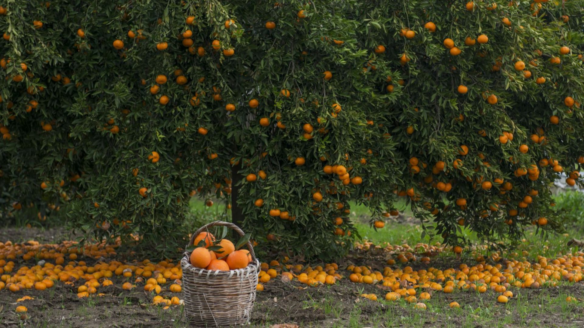 Ток от портокали: Как го правят в Испания