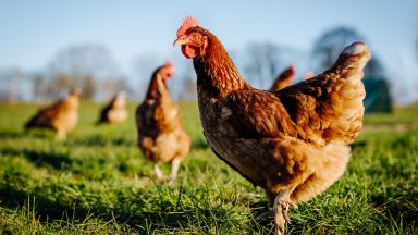 Кокошка се опита да проникне в Пентагона