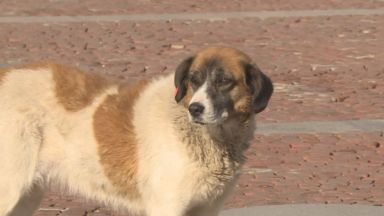 С около 30 са се увеличили изоставените кучета след пандемията