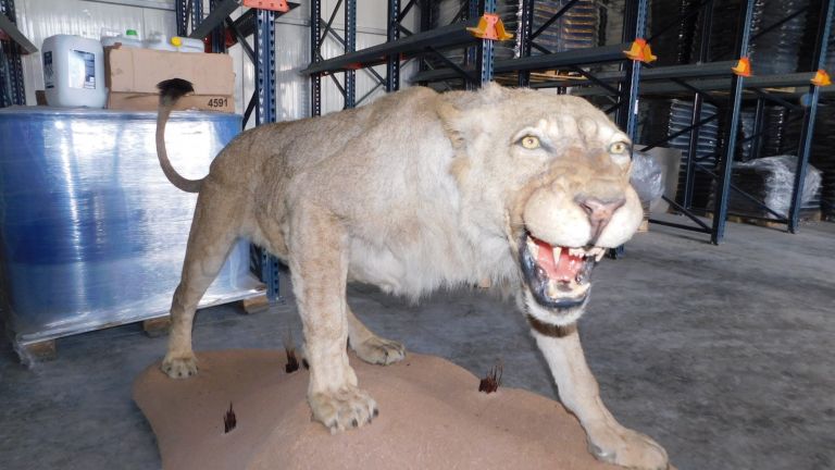 Препариран лъв беше открит в покрайнините на Разград, при претърсване