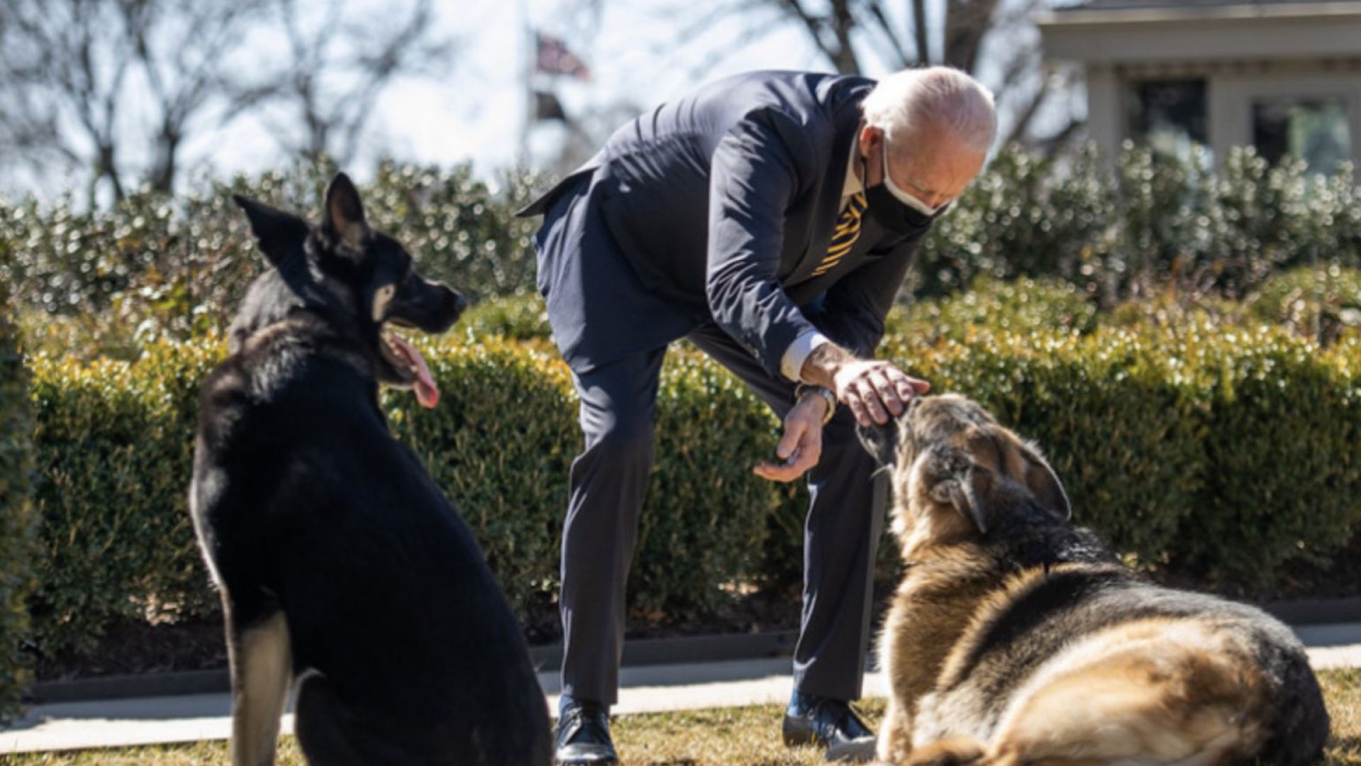 Кучетата на президента Байдън бяха отпратени от Белия дом след инцидент