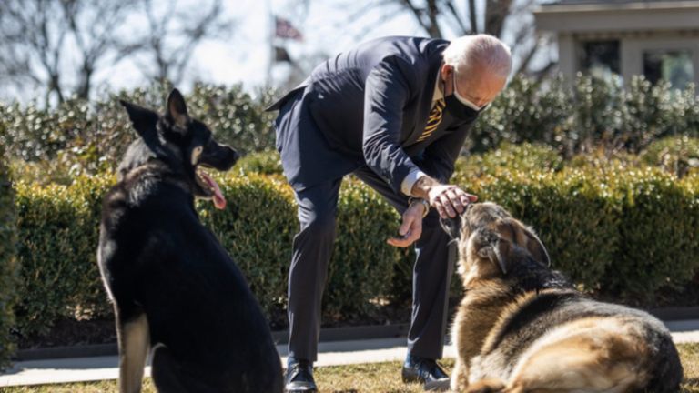 President Biden’s dogs were sent from the White House after an accident