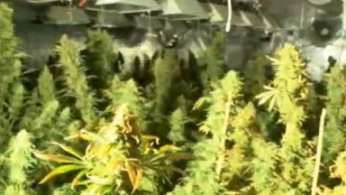 Модерна нарколаборатория за отглеждане на марихуана разкри полицията в къща