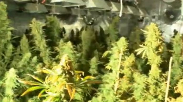 Модерна нарколаборатория за отглеждане на марихуана разкри полицията в къща